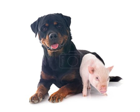 pink miniature pig and rottweiler in front of white background