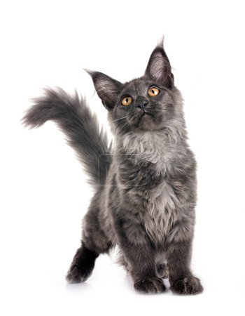 Téléchargez les photos : Maine coon chaton en face de fond blanc - en image libre de droit