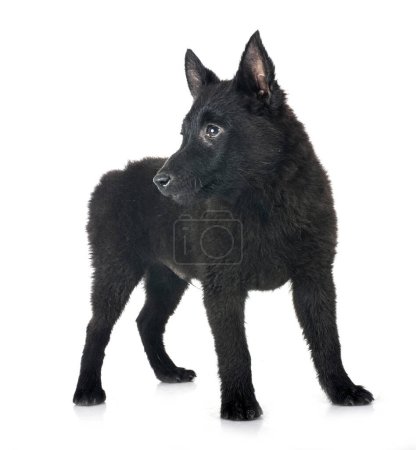 young Schipperke in front of white backgruond