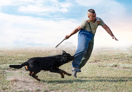 Photo for Young  rottweiler training in the nature for security - Royalty Free Image