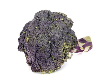Téléchargez les photos : Brocoli violet devant fond blanc - en image libre de droit