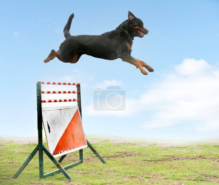 Photo for Young rottweiler training for protection sport and police - Royalty Free Image