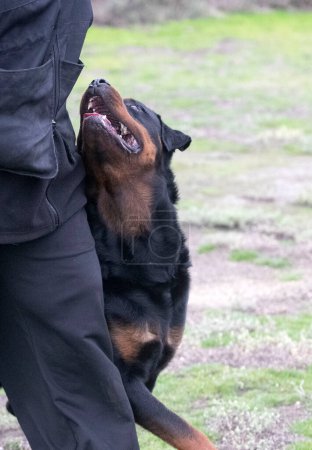 dog training  for obedience discipline with a rottweiler
