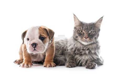 Foto de Cachorro inglés bulldog y gato en frente de fondo blanco - Imagen libre de derechos