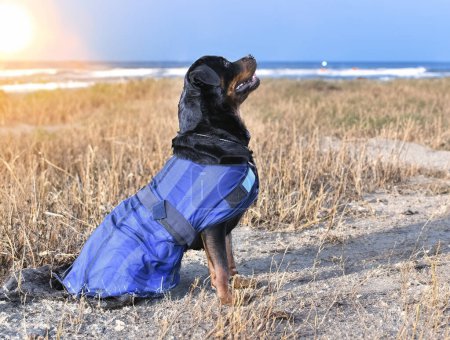 Foto de Rottweiler con abrigo de verano en la naturaleza - Imagen libre de derechos