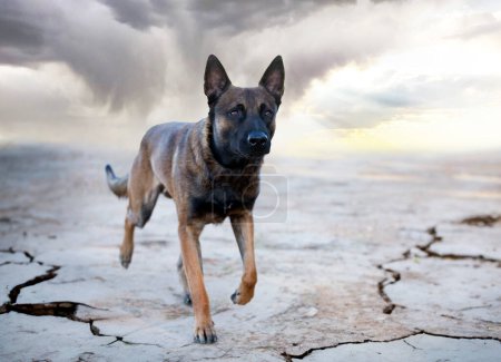 Photo for Young belgian shepherd walking in the nature - Royalty Free Image