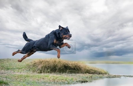 Photo for Male adult rottweiler dishwashing in the river - Royalty Free Image
