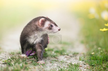 Téléchargez les photos : Furet femelle séjournant dans le champ, en France - en image libre de droit