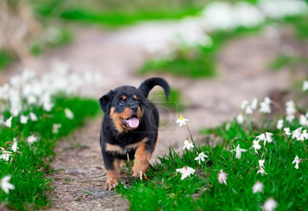 Téléchargez les photos : Chiot rottweiler courir dans la nature en été - en image libre de droit