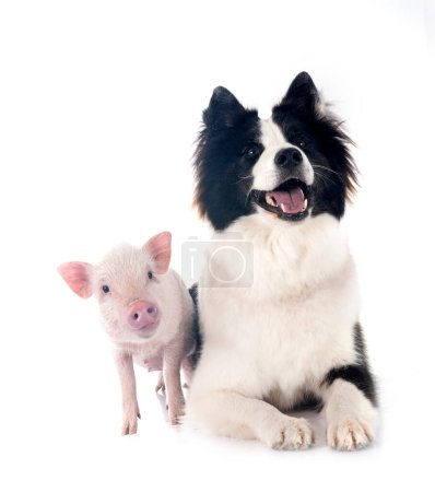 pink miniature pig and dog in front of white background