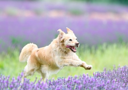 Foto de Entrenamiento de perros para la disciplina de obediencia con un golden retriever - Imagen libre de derechos