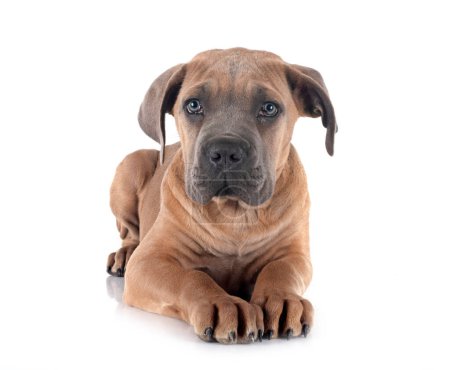 Photo for Puppy italian mastiff in front of white background - Royalty Free Image