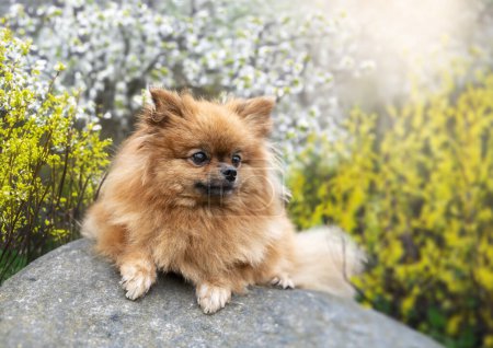 Photo for Picture of pomeranian in the nature, in spring - Royalty Free Image