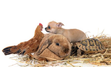 Kaninchen, Welpen, Schildkröten und Hühner vor weißem Hintergrund