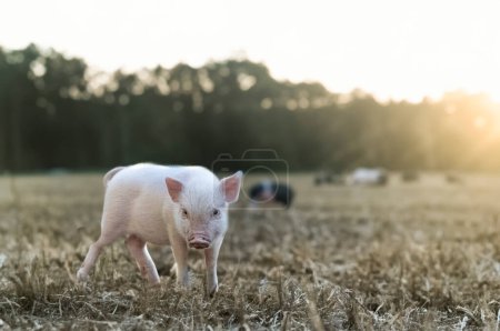 Téléchargez les photos : Cochon miniature rose marchant dans un champ dans une ferme - en image libre de droit