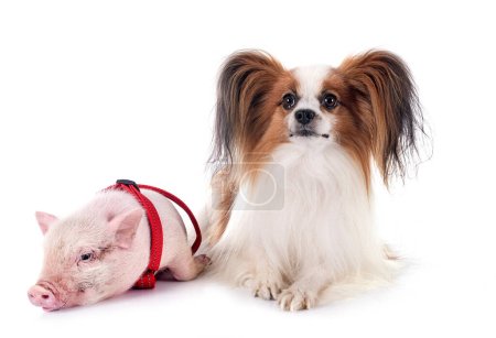 pink miniature pig and papillon dog in front of white background