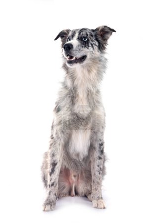 Photo for Young border collie in front of white background - Royalty Free Image