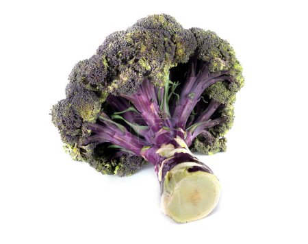 Foto de Brócoli púrpura delante de fondo blanco - Imagen libre de derechos