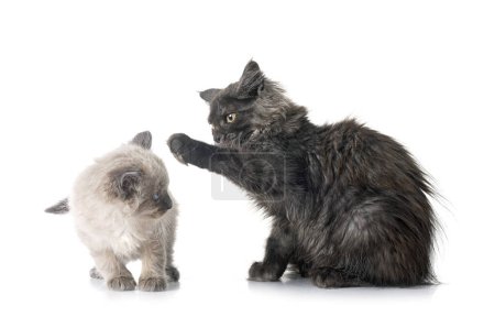 Photo for Maine coon and siamese kitten in front of white background - Royalty Free Image