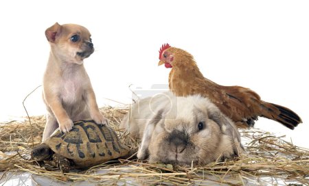 Kaninchen, Huhn, Chihuahua und Schildkröte vor weißem Hintergrund
