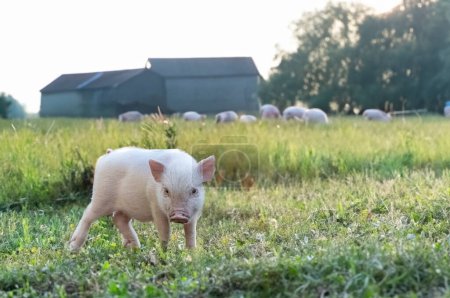 pink miniature pig walking in a field in a farm