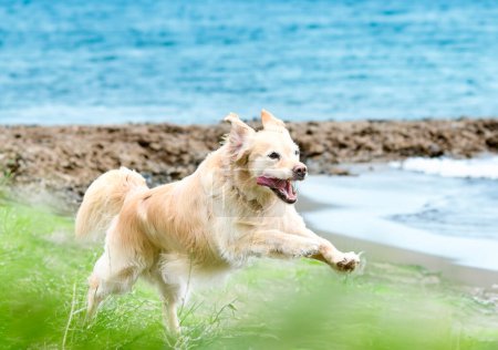 Téléchargez les photos : Dressage de chien pour la discipline d'obéissance avec un récupérateur d'or - en image libre de droit