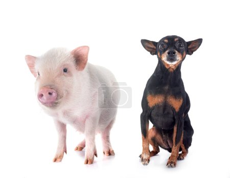Miniaturpinscher und Schwein vor weißem Hintergrund