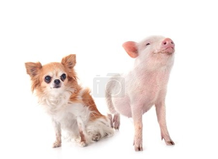 pink miniature pig and chihuahua in front of white background