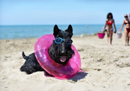 Schottischer Terrier mit einem Gummiring vor Meereshintergrund