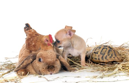 rabbit, puppy, turtle and chicken in front of white background