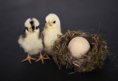 Photo for Nest, egg and chick in front of dark background - Royalty Free Image