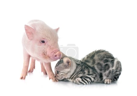 pink miniature pig and kitten in front of white background