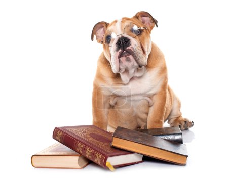 Foto de Bulldog inglés joven y libros en frente de fondo blanco - Imagen libre de derechos