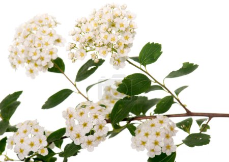 Blüte von Viburnum tinus vor weißem Hintergrund