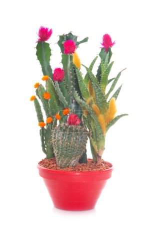 cactus composition in front of white background
