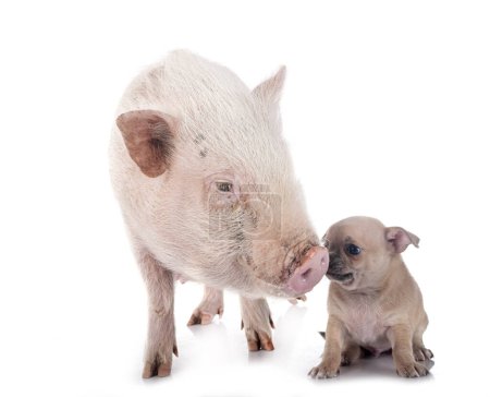 Foto de Chihuahua y cerdo delante de fondo blanco - Imagen libre de derechos