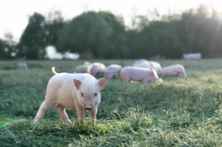 cerdo miniatura rosa caminando en un campo en una granja