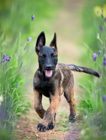 Photo for Young belgian shepherd walking in the nature - Royalty Free Image