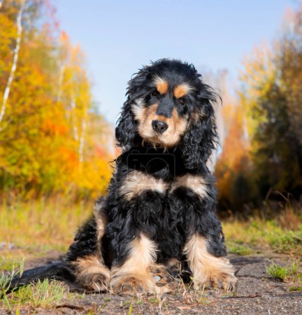Photo for English Cocker Spaniel in the nature in automne - Royalty Free Image