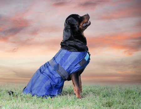 Téléchargez les photos : Rottweiler avec manteau d'été dans la nature - en image libre de droit