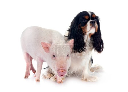cavalier king charles and pig in front of white background