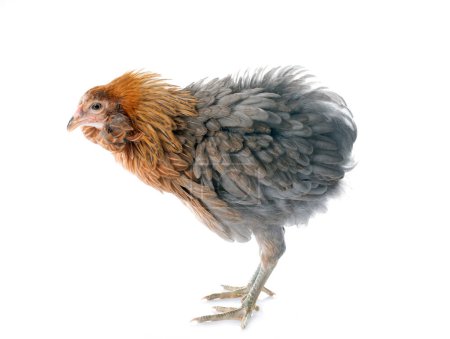 gray araucana chicken in front of white background
