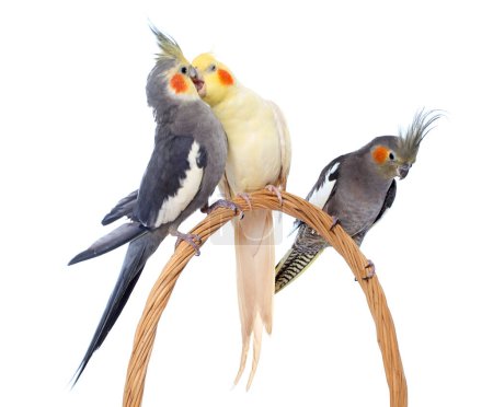 Téléchargez les photos : Trois cockatiel jouer en face de fond blanc - en image libre de droit