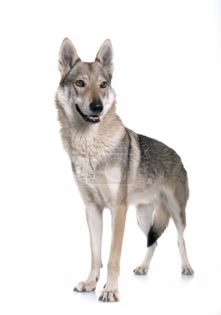 Photo for Czechoslovakian wolf dog in front of white background - Royalty Free Image