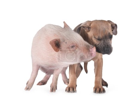 Foto de Cachorro italiano mastín y cerdo en frente de fondo blanco - Imagen libre de derechos