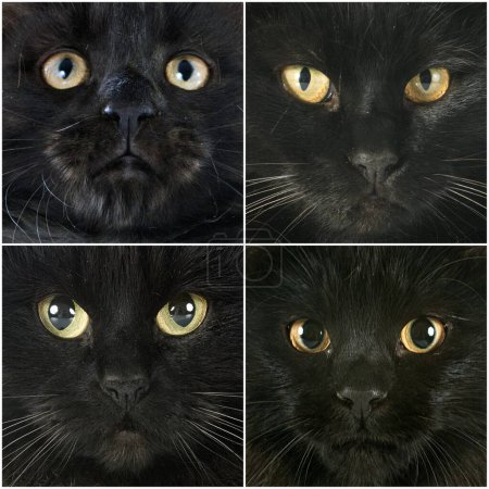 Foto de Imagen de nueve retratos de gatos negros - Imagen libre de derechos