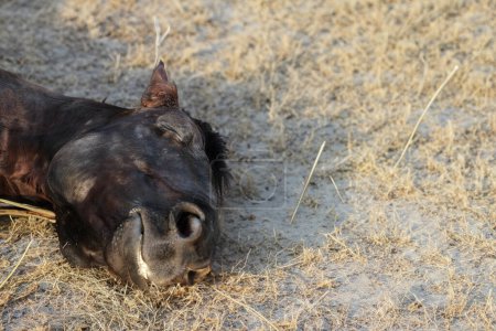 Foto de Cabeza de un caballo muerto en una tierra seca en verano - Imagen libre de derechos