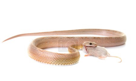 corn snake eating mouse in front of white background