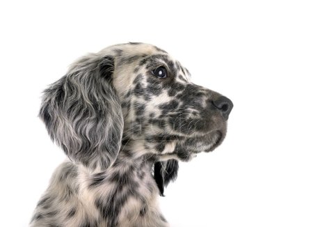 Photo for Puppy english setter in front of white background - Royalty Free Image