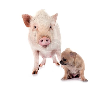 Kleiner Chihuahua und Schwein vor weißem Hintergrund